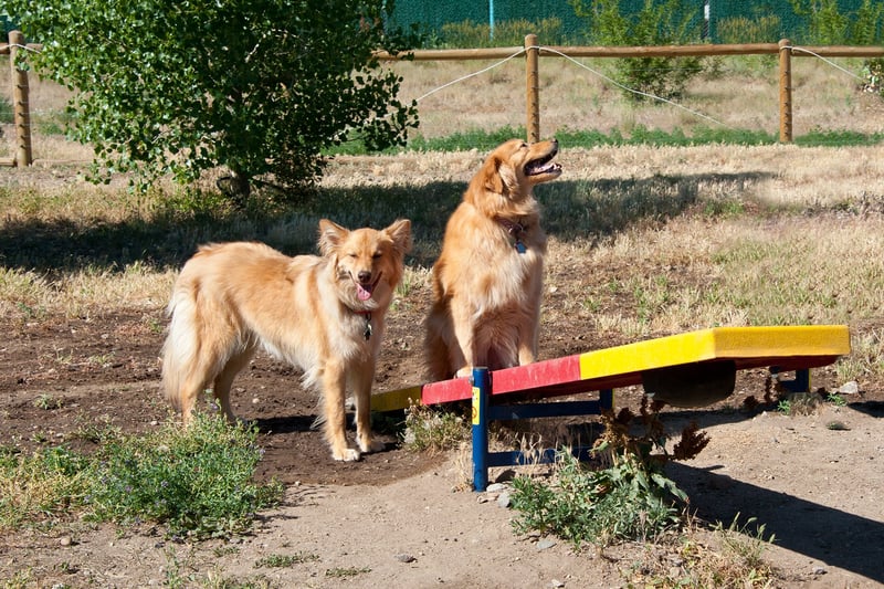 Little Dry Creek Dog Park
